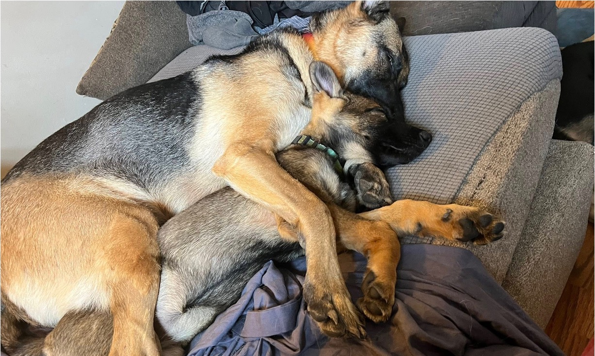 Our German Shepherds at home