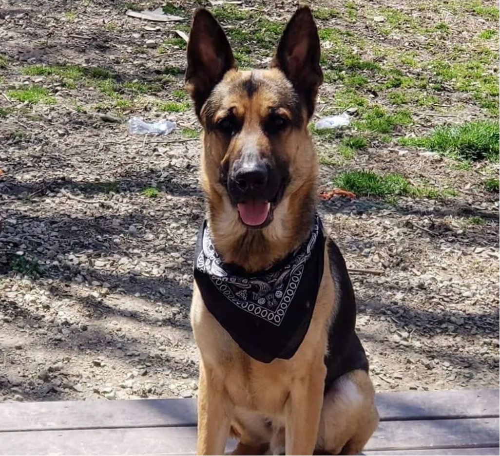 Grandsire - Rambo