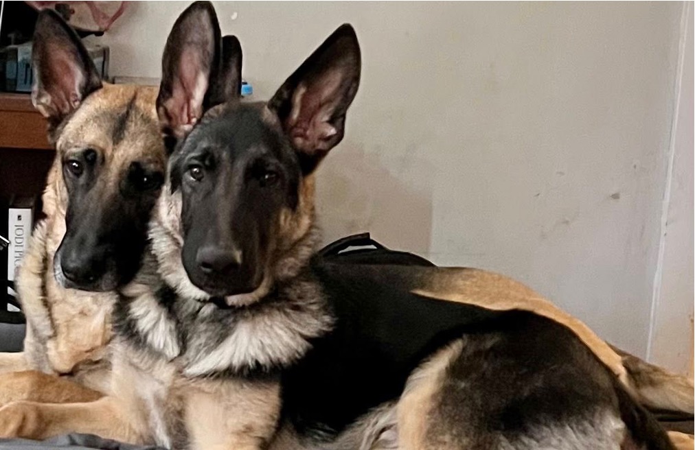 Our German Shepherds at home