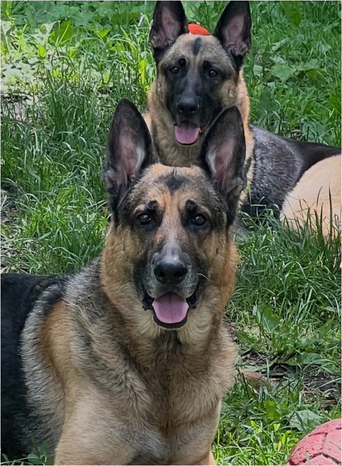 Our German Shepherds at home