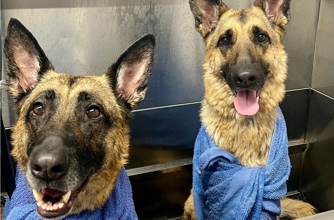 Our German Shepherds at home