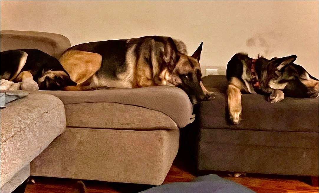 Our German Shepherds at home