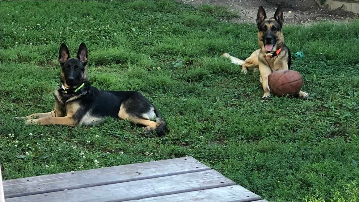 Our German Shepherds at home
