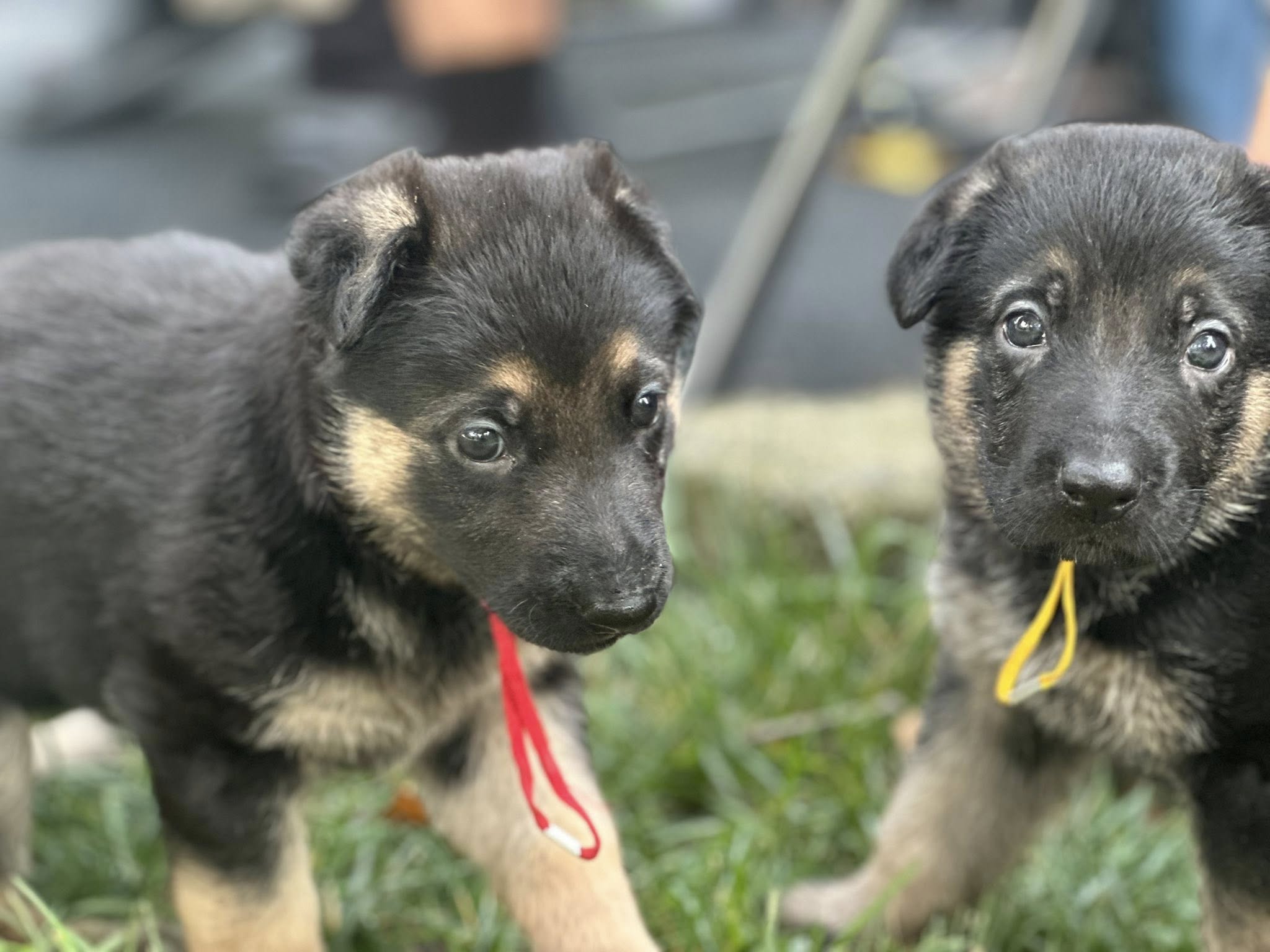 German Shepherd Puppies
