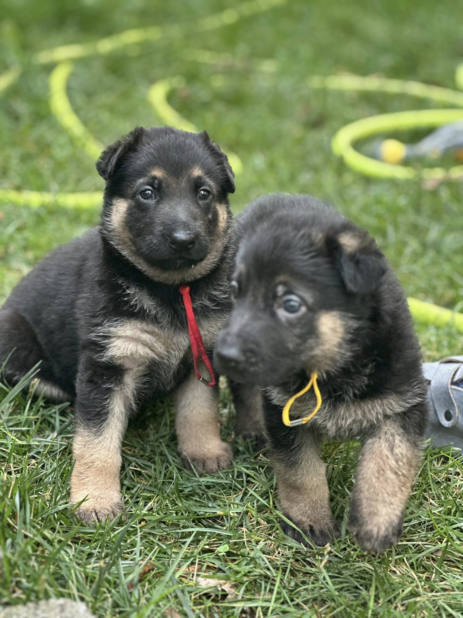 German Shepherd Puppies