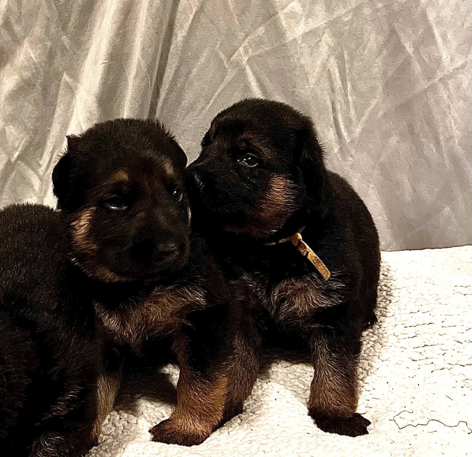 German Shepherd Puppies