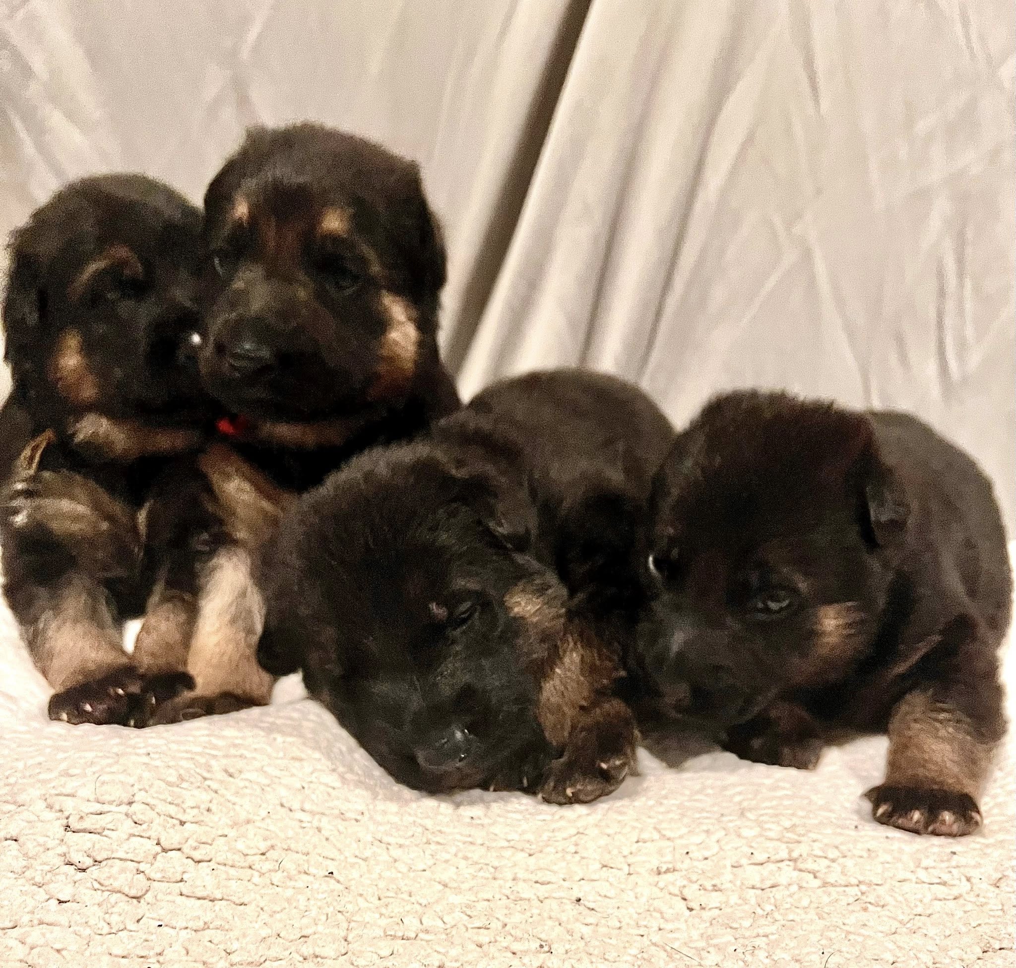 German Shepherd Puppies