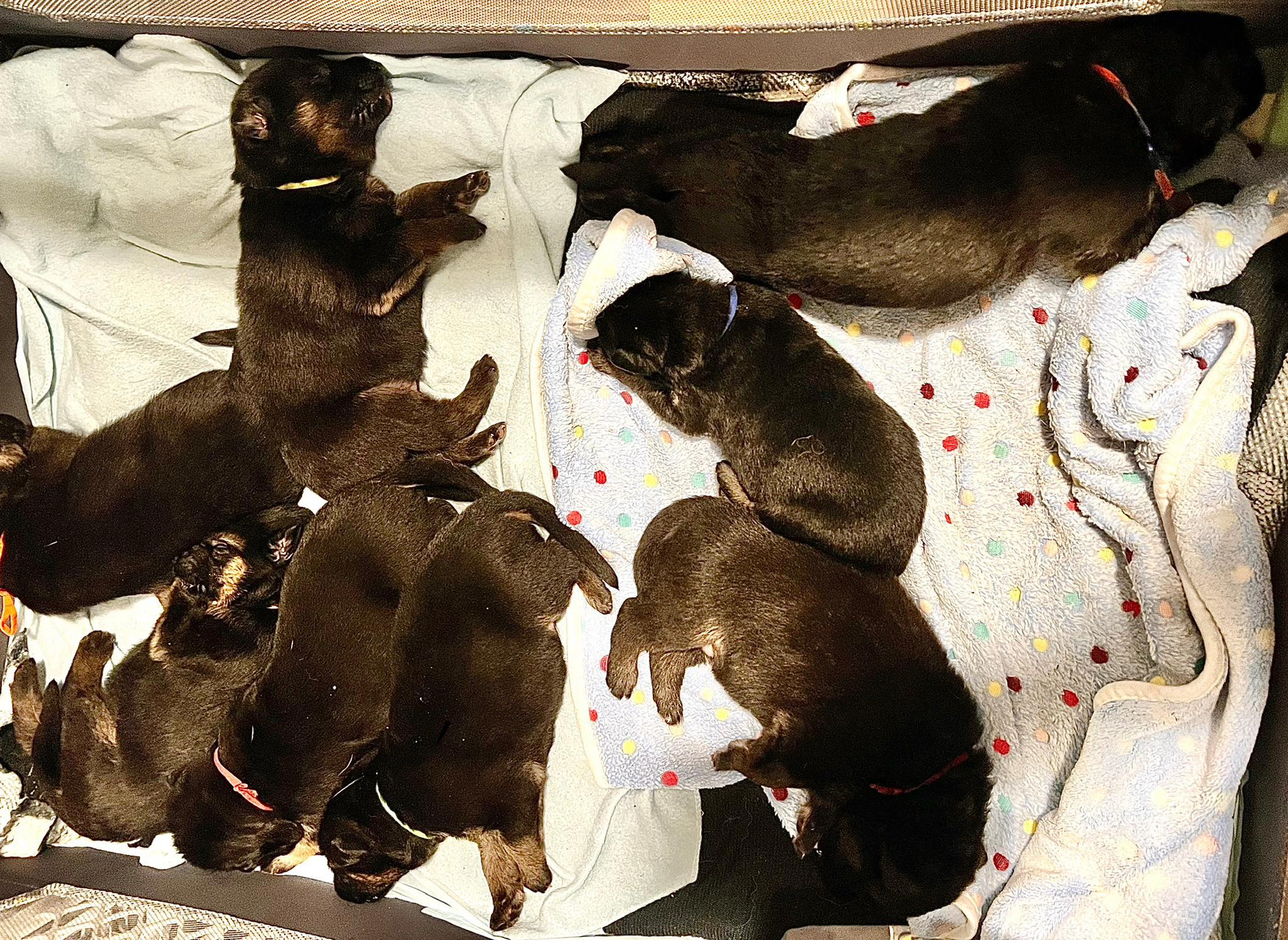 German Shepherd Puppies