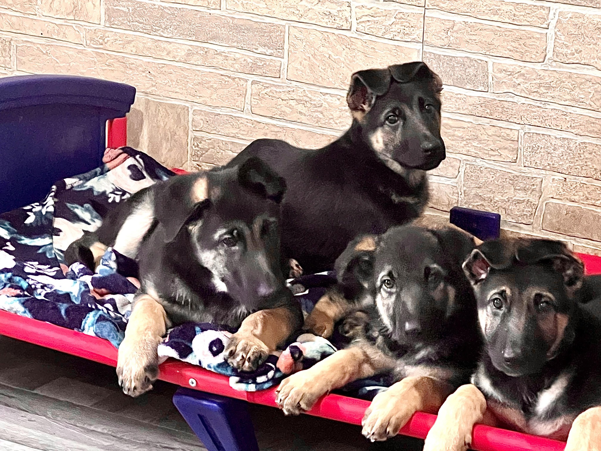 German Shepherd Puppies