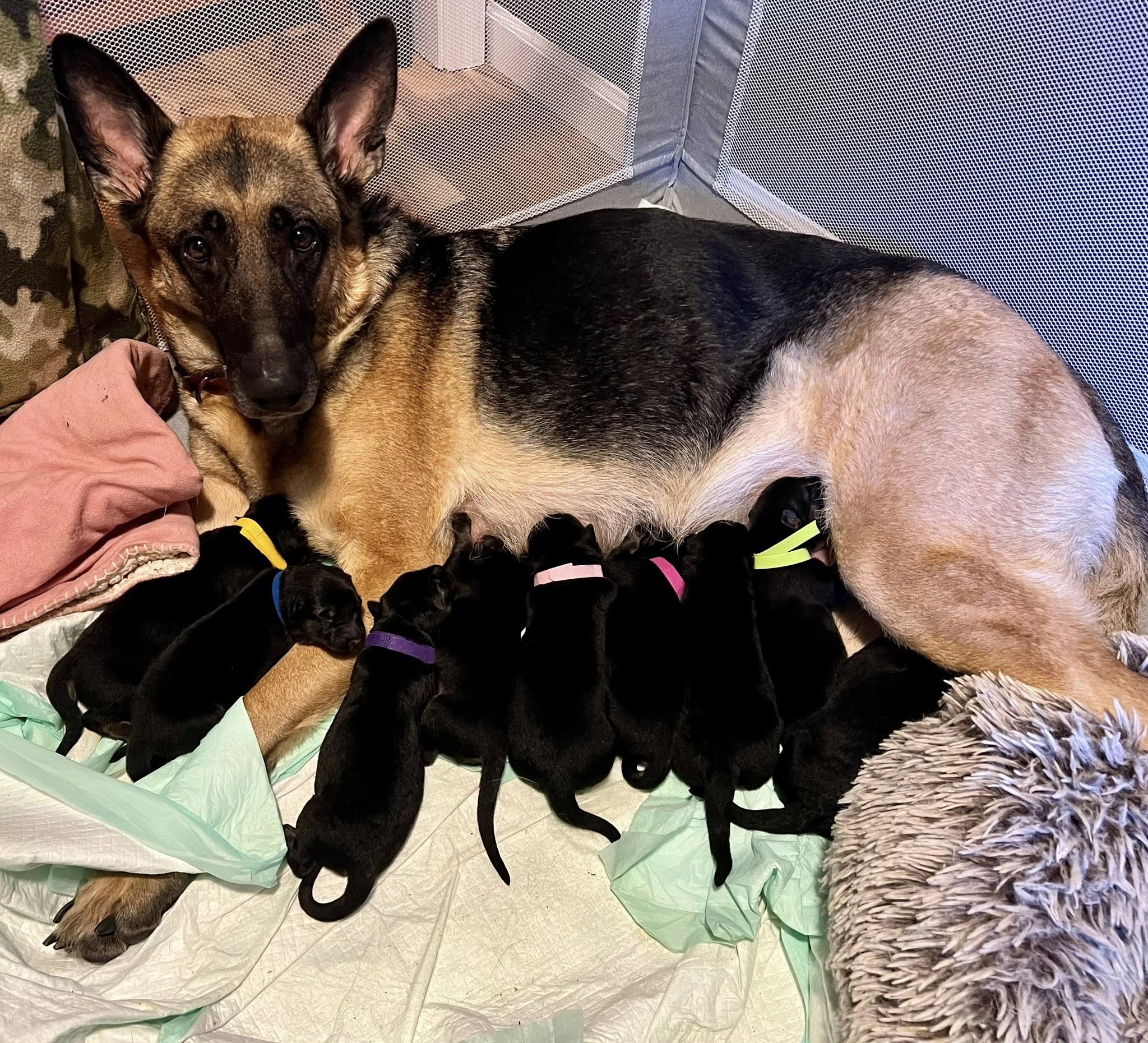 German Shepherd Puppies
