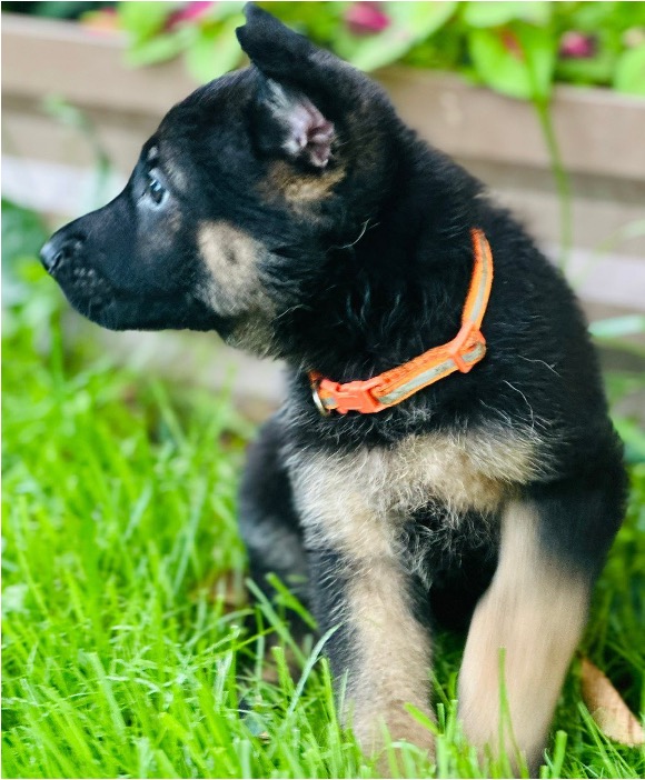 Litter Photo 4
